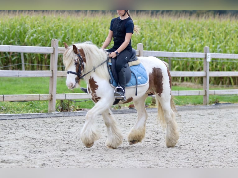 Cob Irlandese / Tinker / Gypsy Vanner Giumenta 8 Anni 133 cm Pezzato in Bogaarden