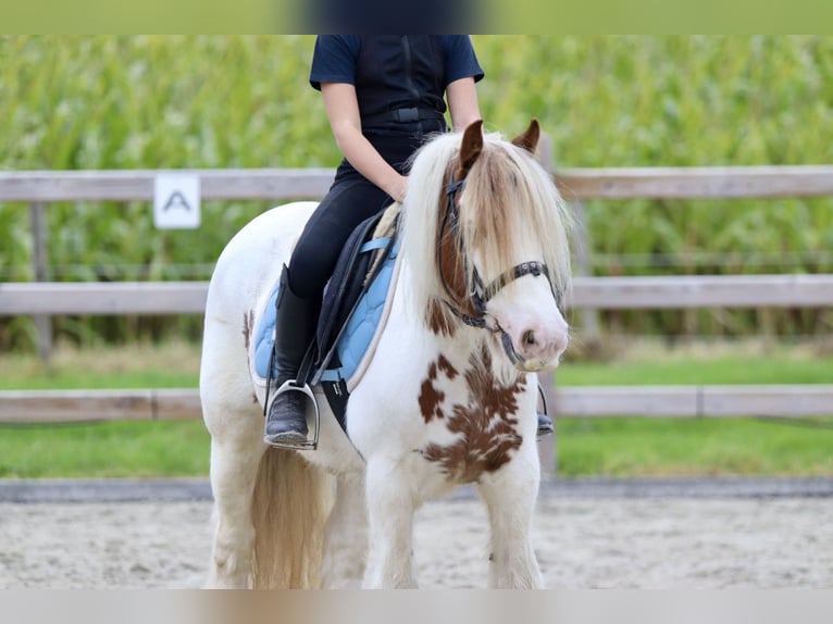 Cob Irlandese / Tinker / Gypsy Vanner Giumenta 8 Anni 133 cm Pezzato in Bogaarden