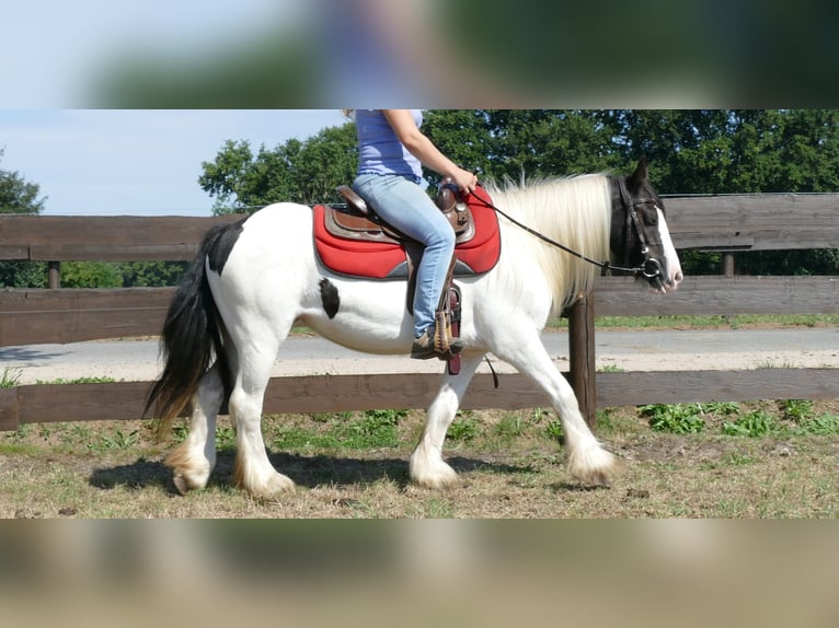 Cob Irlandese / Tinker / Gypsy Vanner Giumenta 8 Anni 136 cm Pezzato in Lathen