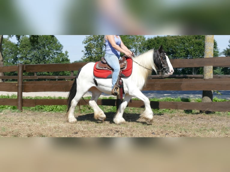 Cob Irlandese / Tinker / Gypsy Vanner Giumenta 8 Anni 136 cm Pezzato in Lathen