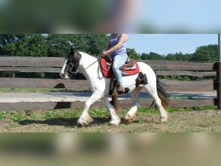 Cob Irlandese / Tinker / Gypsy Vanner Giumenta 8 Anni 136 cm Pezzato in Lathen