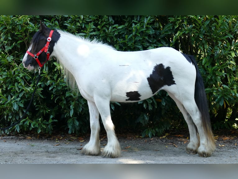 Cob Irlandese / Tinker / Gypsy Vanner Giumenta 8 Anni 136 cm Pezzato in Lathen