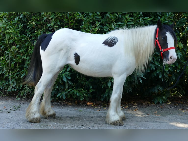 Cob Irlandese / Tinker / Gypsy Vanner Giumenta 8 Anni 136 cm Pezzato in Lathen