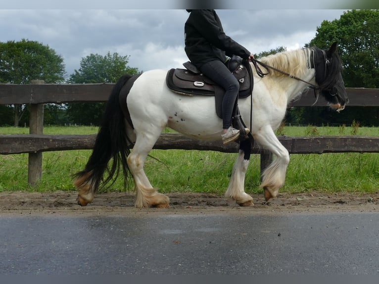 Cob Irlandese / Tinker / Gypsy Vanner Giumenta 8 Anni 136 cm Pezzato in Lathen