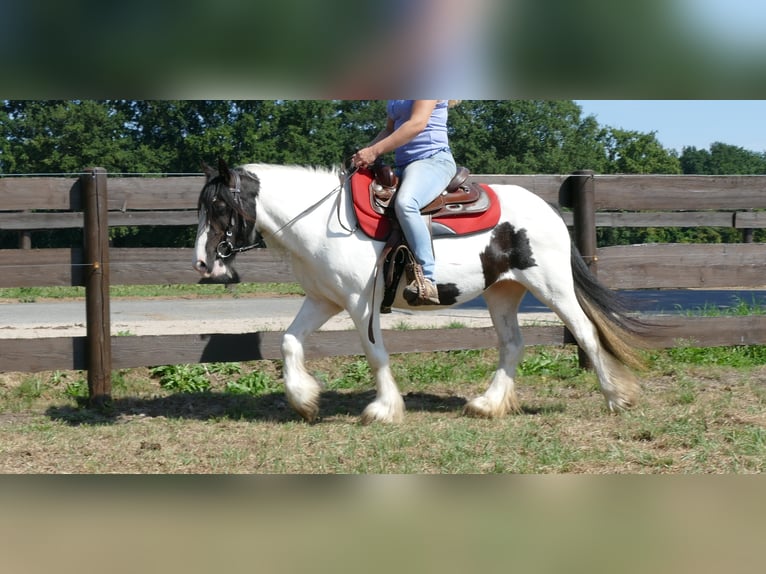 Cob Irlandese / Tinker / Gypsy Vanner Giumenta 8 Anni 136 cm Pezzato in Lathen