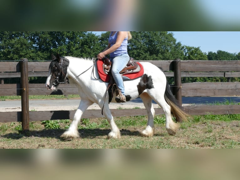 Cob Irlandese / Tinker / Gypsy Vanner Giumenta 8 Anni 136 cm Pezzato in Lathen