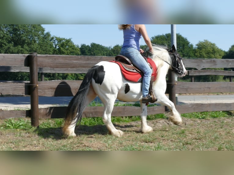 Cob Irlandese / Tinker / Gypsy Vanner Giumenta 8 Anni 136 cm Pezzato in Lathen