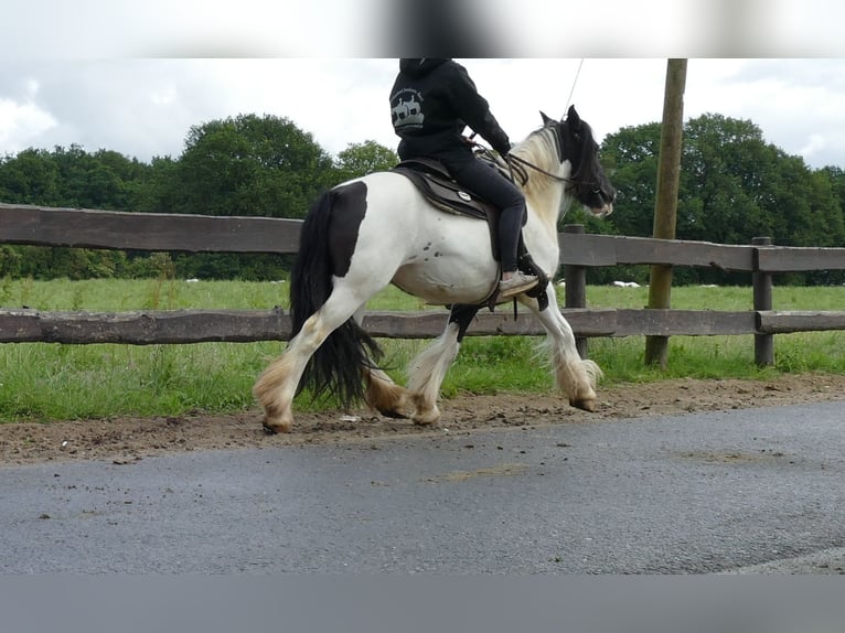 Cob Irlandese / Tinker / Gypsy Vanner Giumenta 8 Anni 136 cm Pezzato in Lathen