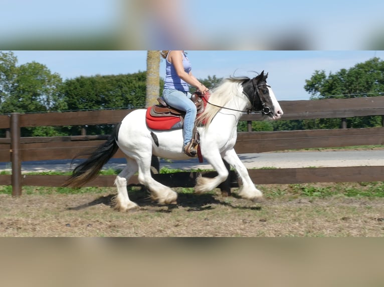 Cob Irlandese / Tinker / Gypsy Vanner Giumenta 8 Anni 136 cm Pezzato in Lathen