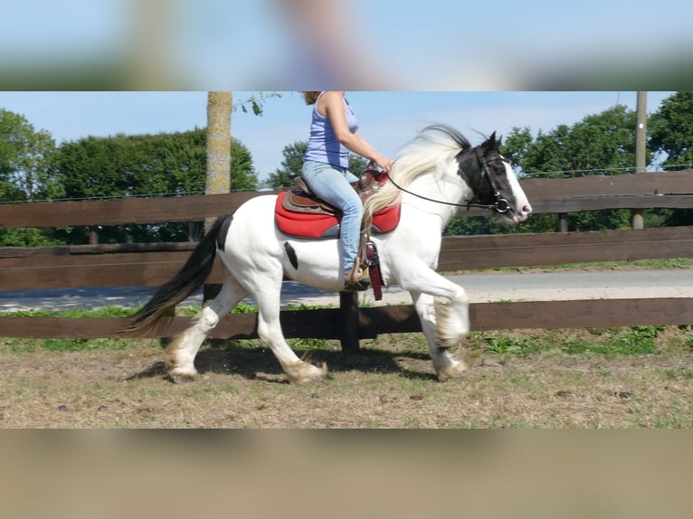 Cob Irlandese / Tinker / Gypsy Vanner Giumenta 8 Anni 136 cm Pezzato in Lathen