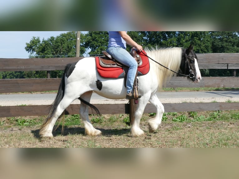 Cob Irlandese / Tinker / Gypsy Vanner Giumenta 8 Anni 136 cm Pezzato in Lathen