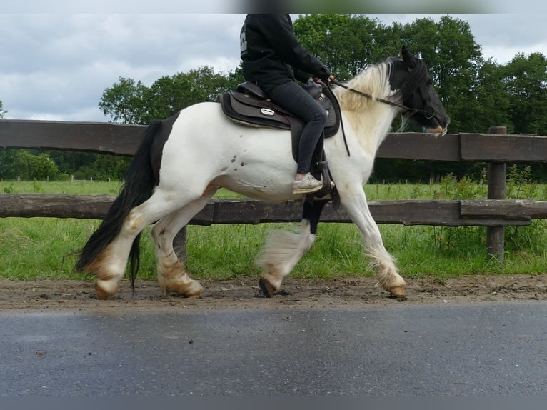 Cob Irlandese / Tinker / Gypsy Vanner Giumenta 8 Anni 136 cm Pezzato in Lathen