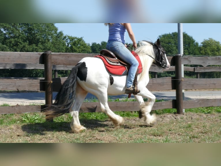 Cob Irlandese / Tinker / Gypsy Vanner Giumenta 8 Anni 136 cm Pezzato in Lathen