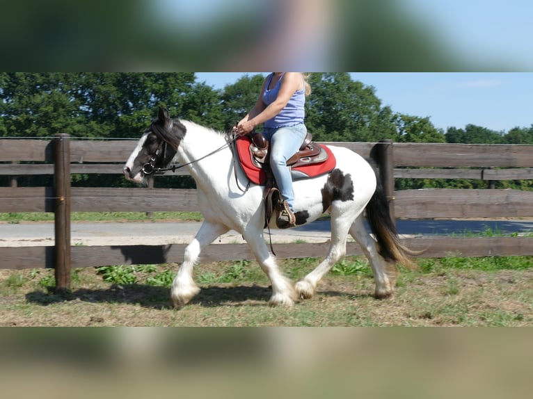 Cob Irlandese / Tinker / Gypsy Vanner Giumenta 8 Anni 136 cm Pezzato in Lathen