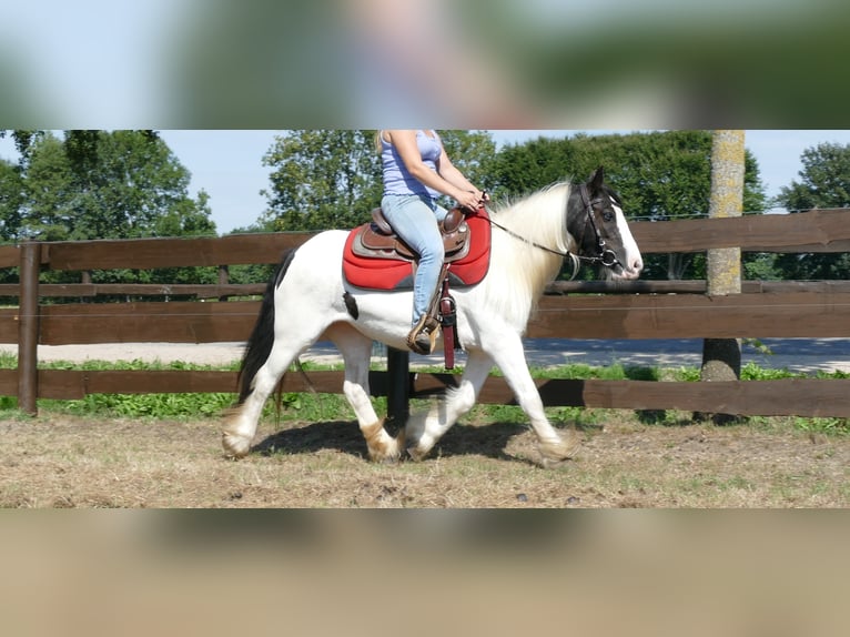 Cob Irlandese / Tinker / Gypsy Vanner Giumenta 8 Anni 136 cm Pezzato in Lathen