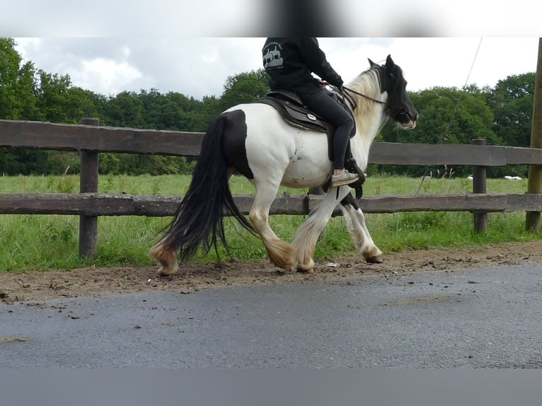 Cob Irlandese / Tinker / Gypsy Vanner Giumenta 8 Anni 136 cm Pezzato in Lathen