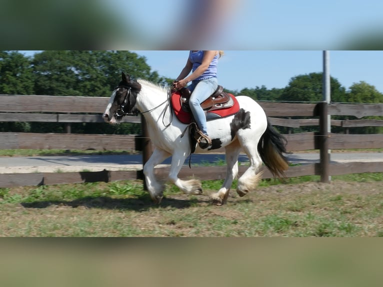 Cob Irlandese / Tinker / Gypsy Vanner Giumenta 8 Anni 136 cm Pezzato in Lathen