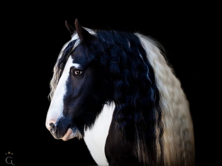 Cob Irlandese / Tinker / Gypsy Vanner Giumenta 8 Anni 136 cm Pezzato in Lekkerkerk