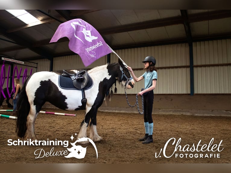 Cob Irlandese / Tinker / Gypsy Vanner Giumenta 8 Anni 136 cm Pezzato in Lekkerkerk