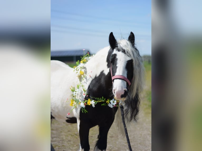 Cob Irlandese / Tinker / Gypsy Vanner Giumenta 8 Anni 136 cm Pezzato in Lekkerkerk