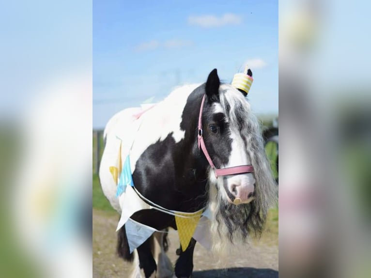 Cob Irlandese / Tinker / Gypsy Vanner Giumenta 8 Anni 136 cm Pezzato in Lekkerkerk