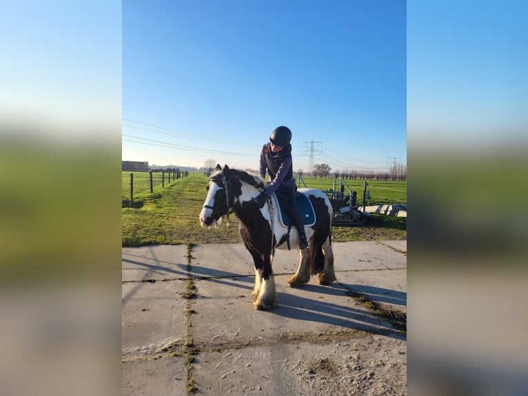 Cob Irlandese / Tinker / Gypsy Vanner Giumenta 8 Anni 136 cm Pezzato in Lekkerkerk