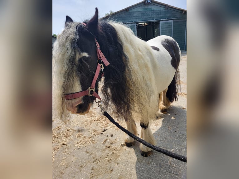 Cob Irlandese / Tinker / Gypsy Vanner Giumenta 8 Anni 136 cm Pezzato in Lekkerkerk