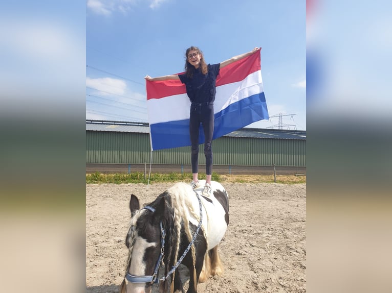 Cob Irlandese / Tinker / Gypsy Vanner Giumenta 8 Anni 136 cm Pezzato in Lekkerkerk