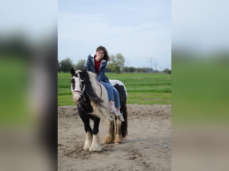 Cob Irlandese / Tinker / Gypsy Vanner Giumenta 8 Anni 136 cm Pezzato in Lekkerkerk