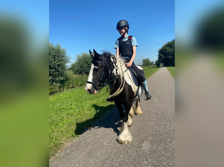 Cob Irlandese / Tinker / Gypsy Vanner Giumenta 8 Anni 136 cm Pezzato in Lekkerkerk