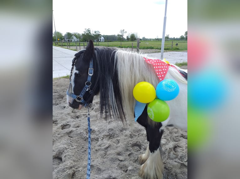 Cob Irlandese / Tinker / Gypsy Vanner Giumenta 8 Anni 136 cm Pezzato in Lekkerkerk