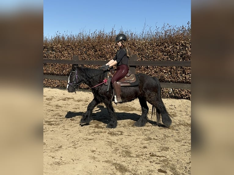 Cob Irlandese / Tinker / Gypsy Vanner Giumenta 8 Anni 137 cm Morello in Daleiden