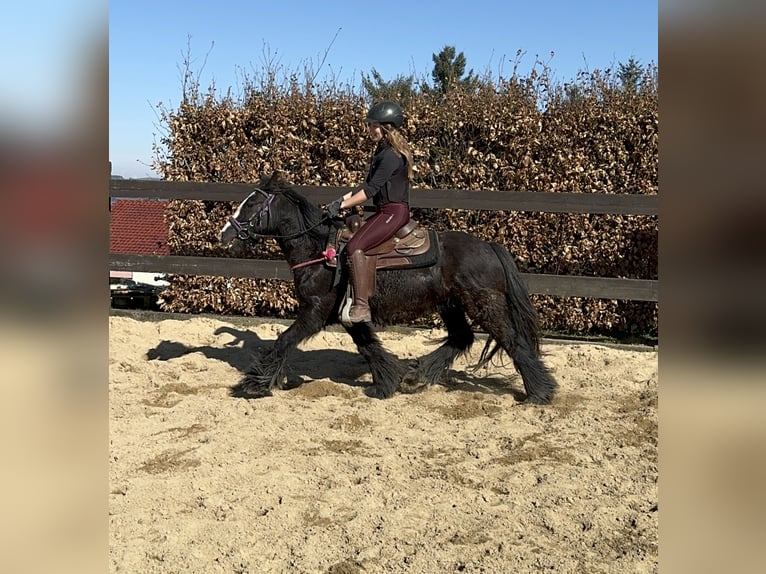 Cob Irlandese / Tinker / Gypsy Vanner Giumenta 8 Anni 137 cm Morello in Daleiden