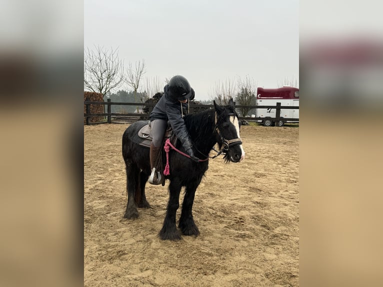 Cob Irlandese / Tinker / Gypsy Vanner Giumenta 8 Anni 137 cm Morello in Daleiden