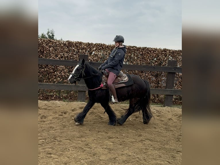 Cob Irlandese / Tinker / Gypsy Vanner Giumenta 8 Anni 137 cm Morello in Daleiden