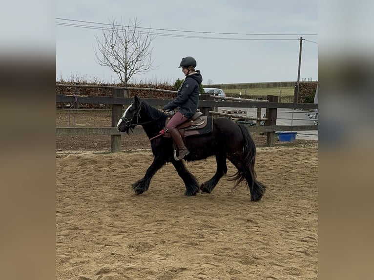 Cob Irlandese / Tinker / Gypsy Vanner Giumenta 8 Anni 137 cm Morello in Daleiden