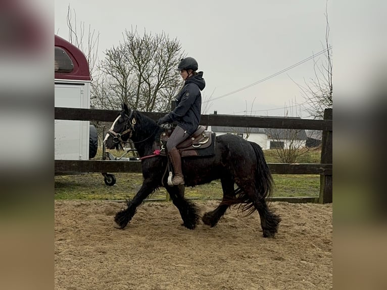 Cob Irlandese / Tinker / Gypsy Vanner Giumenta 8 Anni 137 cm Morello in Daleiden