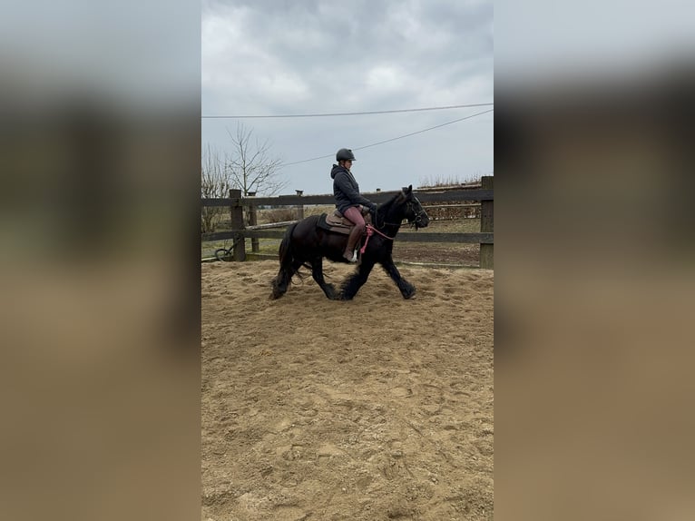 Cob Irlandese / Tinker / Gypsy Vanner Giumenta 8 Anni 137 cm Morello in Daleiden