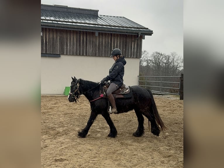 Cob Irlandese / Tinker / Gypsy Vanner Giumenta 8 Anni 137 cm Morello in Daleiden