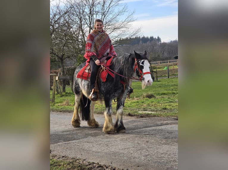 Cob Irlandese / Tinker / Gypsy Vanner Giumenta 8 Anni 137 cm Overo-tutti i colori in Linkenbach