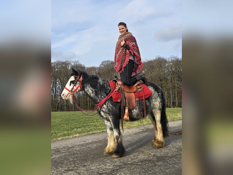 Cob Irlandese / Tinker / Gypsy Vanner Giumenta 8 Anni 137 cm Overo-tutti i colori in Linkenbach