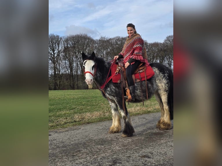 Cob Irlandese / Tinker / Gypsy Vanner Giumenta 8 Anni 137 cm Overo-tutti i colori in Linkenbach