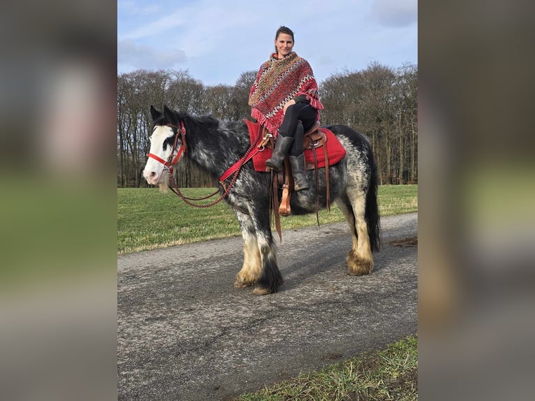 Cob Irlandese / Tinker / Gypsy Vanner Giumenta 8 Anni 137 cm Overo-tutti i colori in Linkenbach