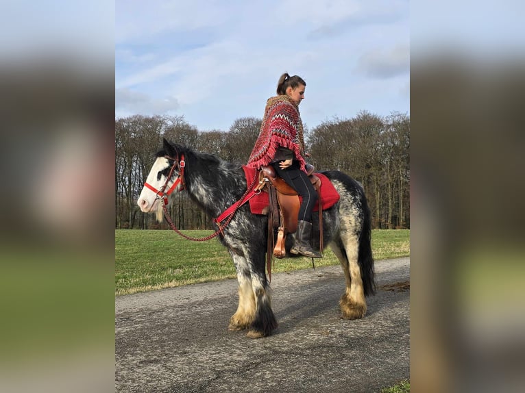 Cob Irlandese / Tinker / Gypsy Vanner Giumenta 8 Anni 137 cm Overo-tutti i colori in Linkenbach