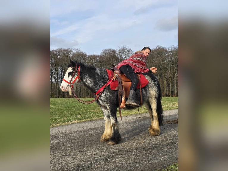 Cob Irlandese / Tinker / Gypsy Vanner Giumenta 8 Anni 137 cm Overo-tutti i colori in Linkenbach