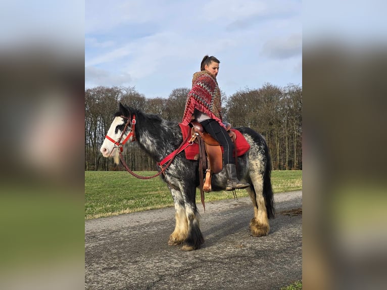 Cob Irlandese / Tinker / Gypsy Vanner Giumenta 8 Anni 137 cm Overo-tutti i colori in Linkenbach