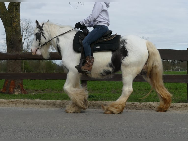 Cob Irlandese / Tinker / Gypsy Vanner Giumenta 8 Anni 138 cm Pezzato in Lathen