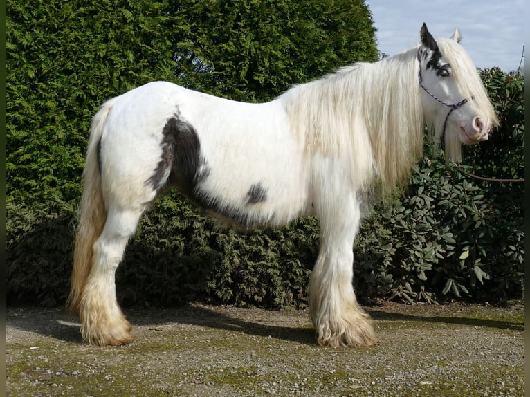 Cob Irlandese / Tinker / Gypsy Vanner Giumenta 8 Anni 138 cm Pezzato in Lathen