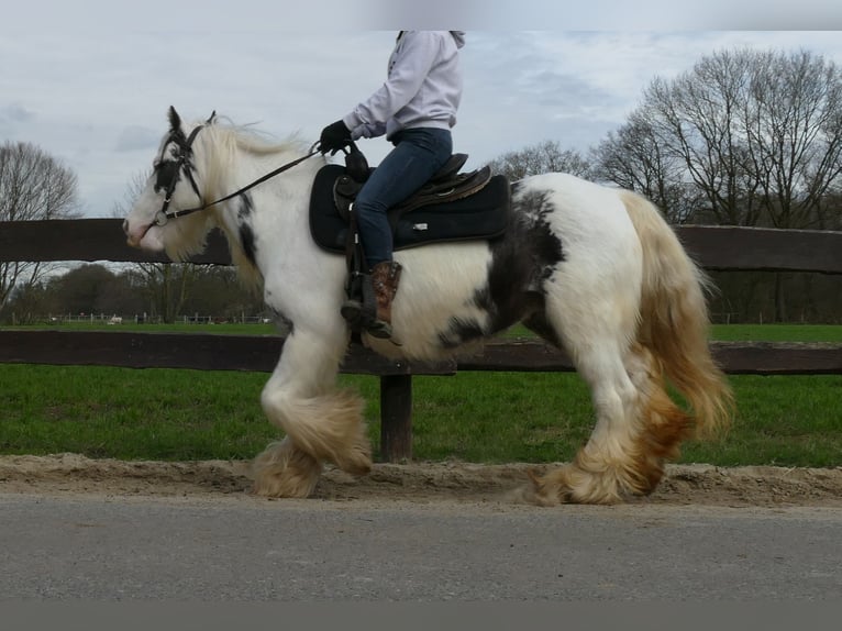 Cob Irlandese / Tinker / Gypsy Vanner Giumenta 8 Anni 138 cm Pezzato in Lathen