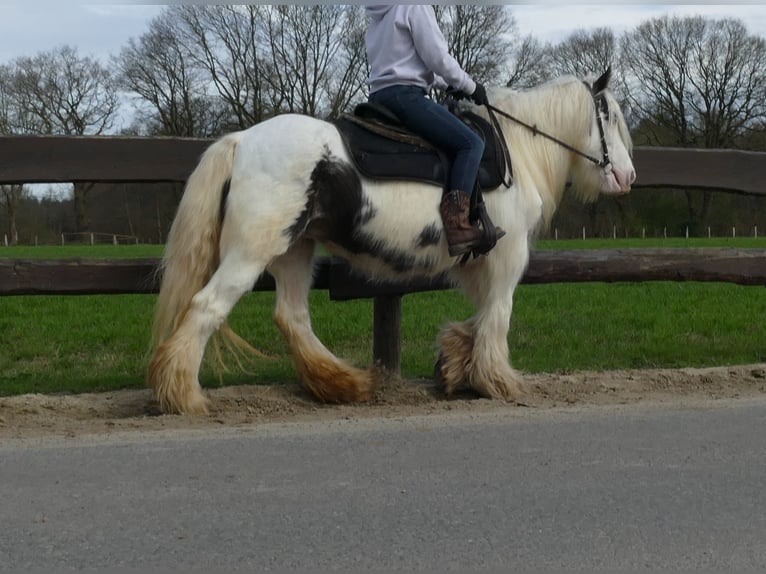 Cob Irlandese / Tinker / Gypsy Vanner Giumenta 8 Anni 138 cm Pezzato in Lathen